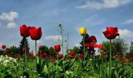 Tulips